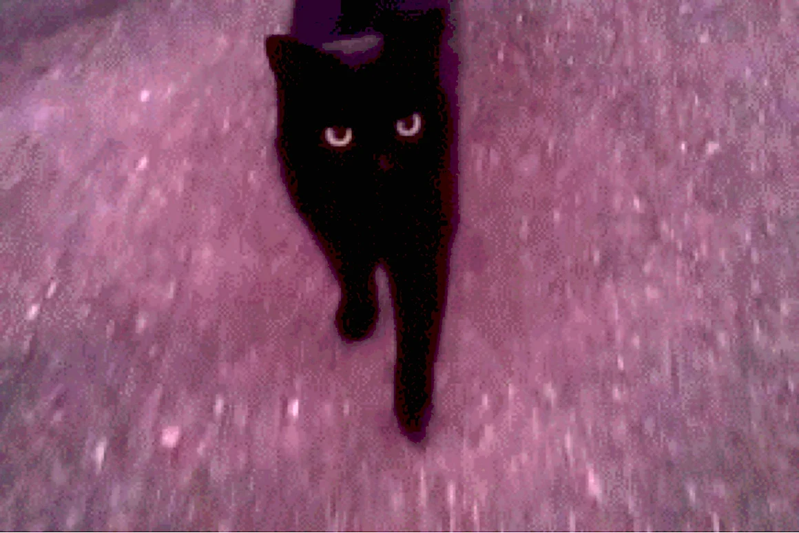 Кот гиф