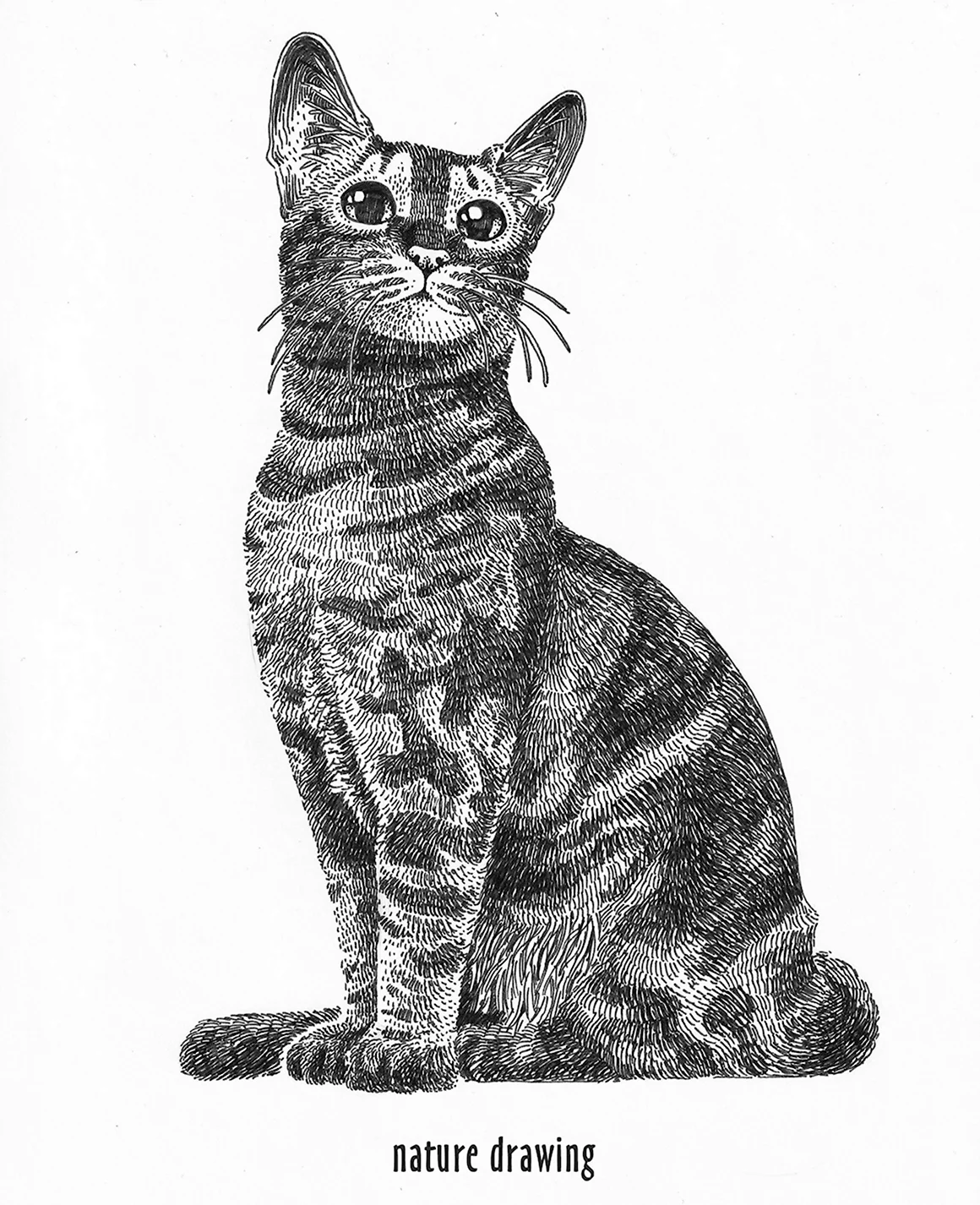 Кот Графика
