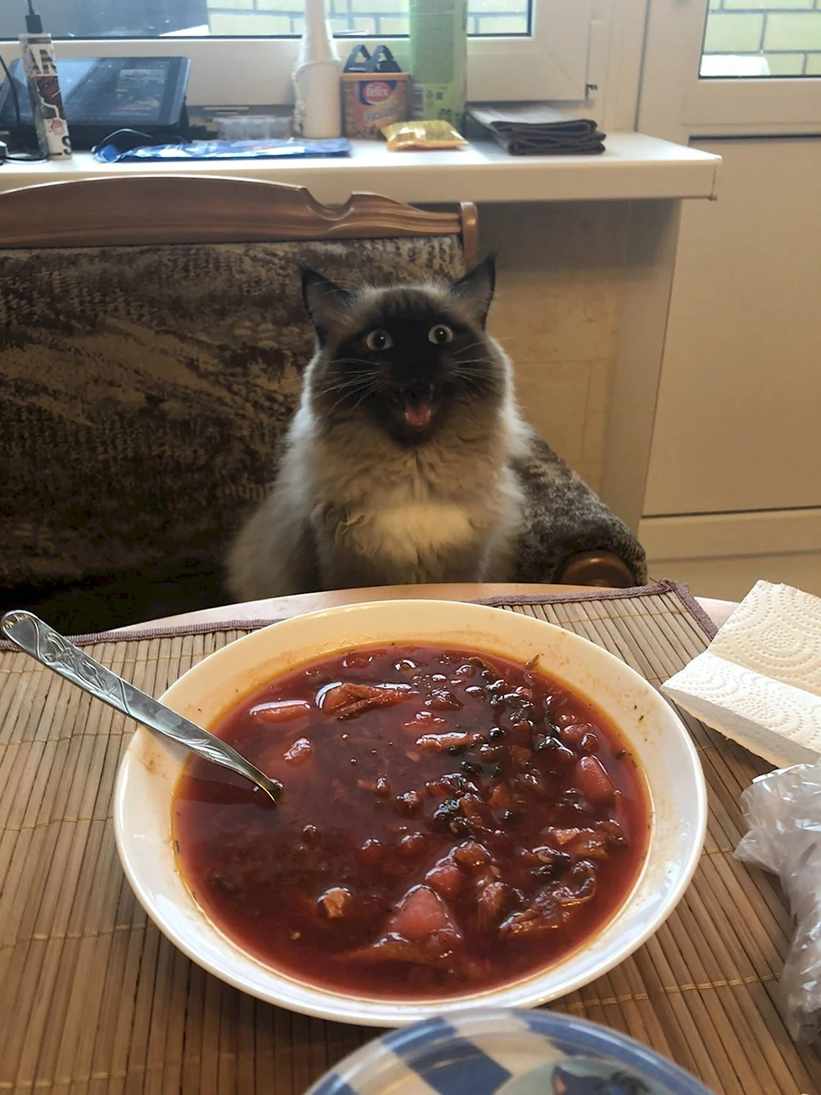 Кот и борщ