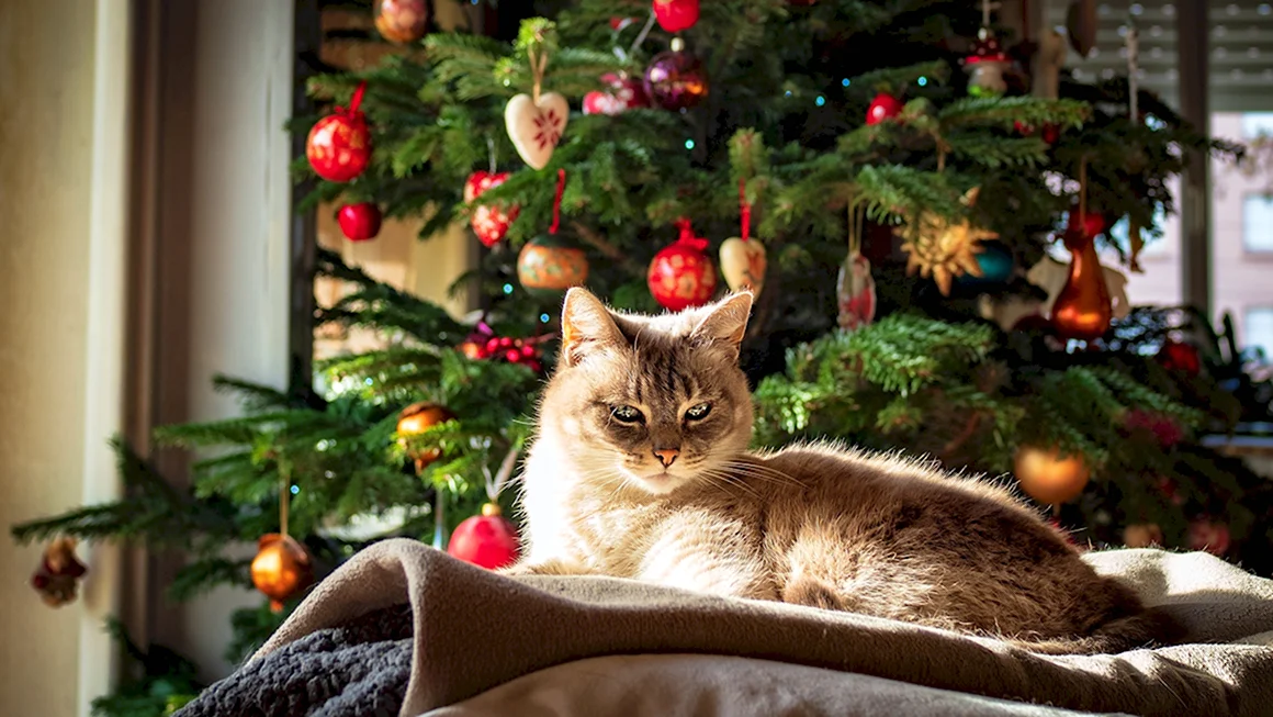 Кот и елка