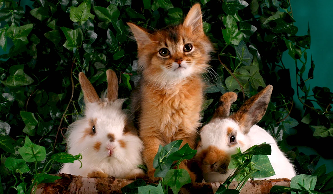 Кот и кролик