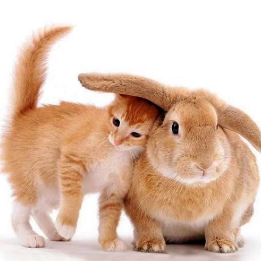 Кот и кролик