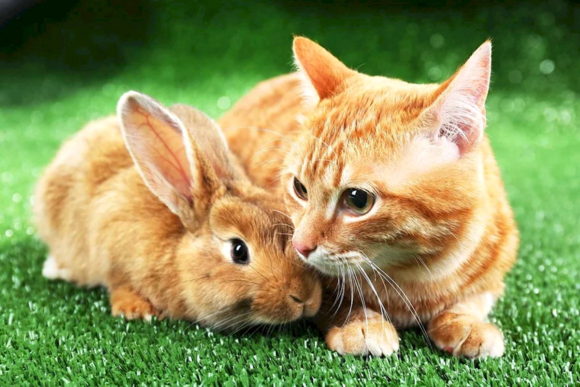 Кот и кролик