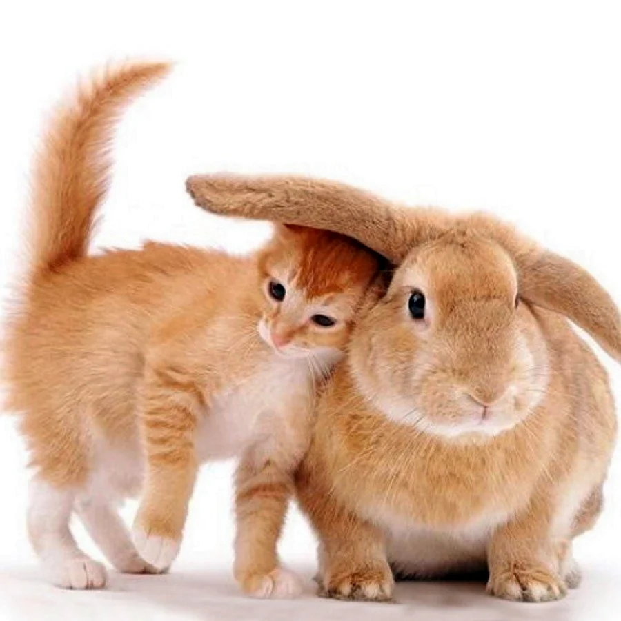 Кот и кролик