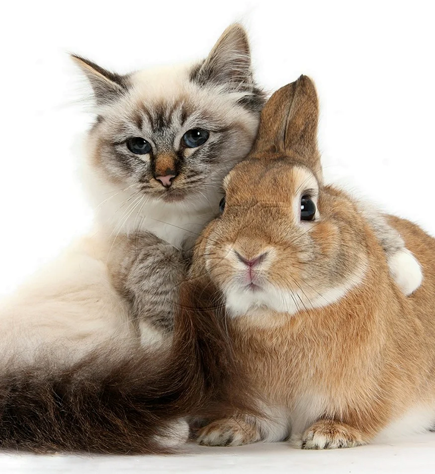 Кот и кролик