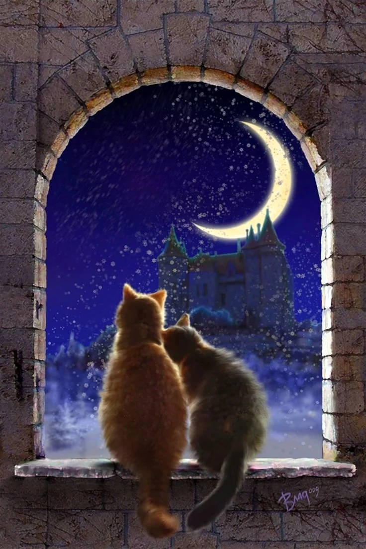 Кот и Луна