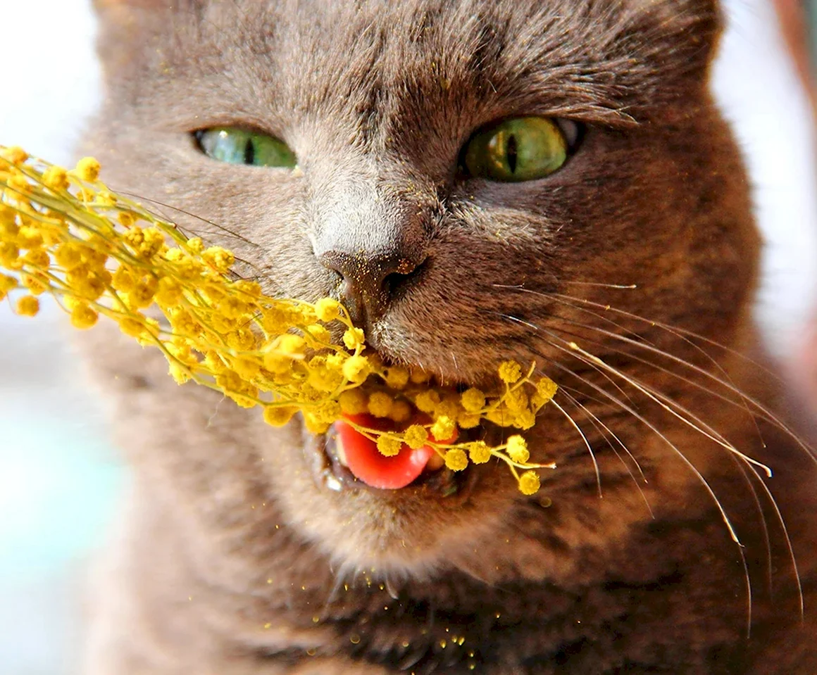 Кот и Мимоза