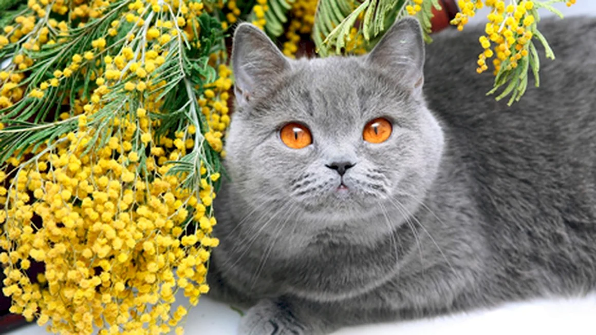 Кот и Мимоза