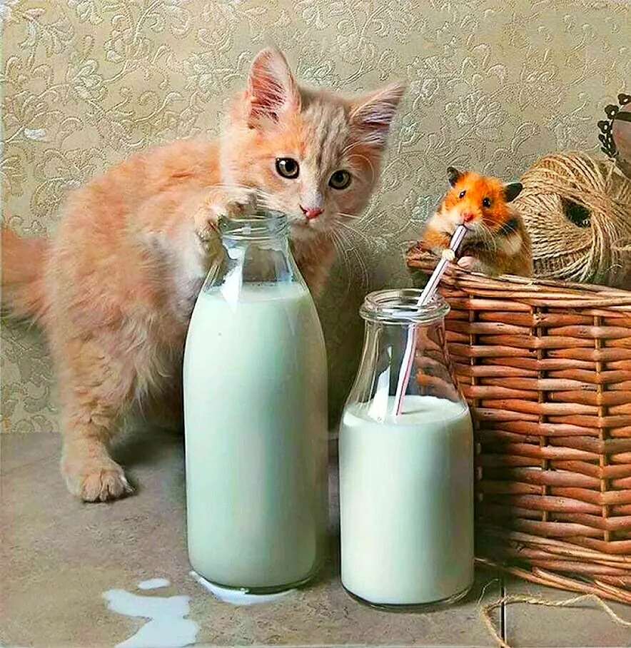 Кот и молоко