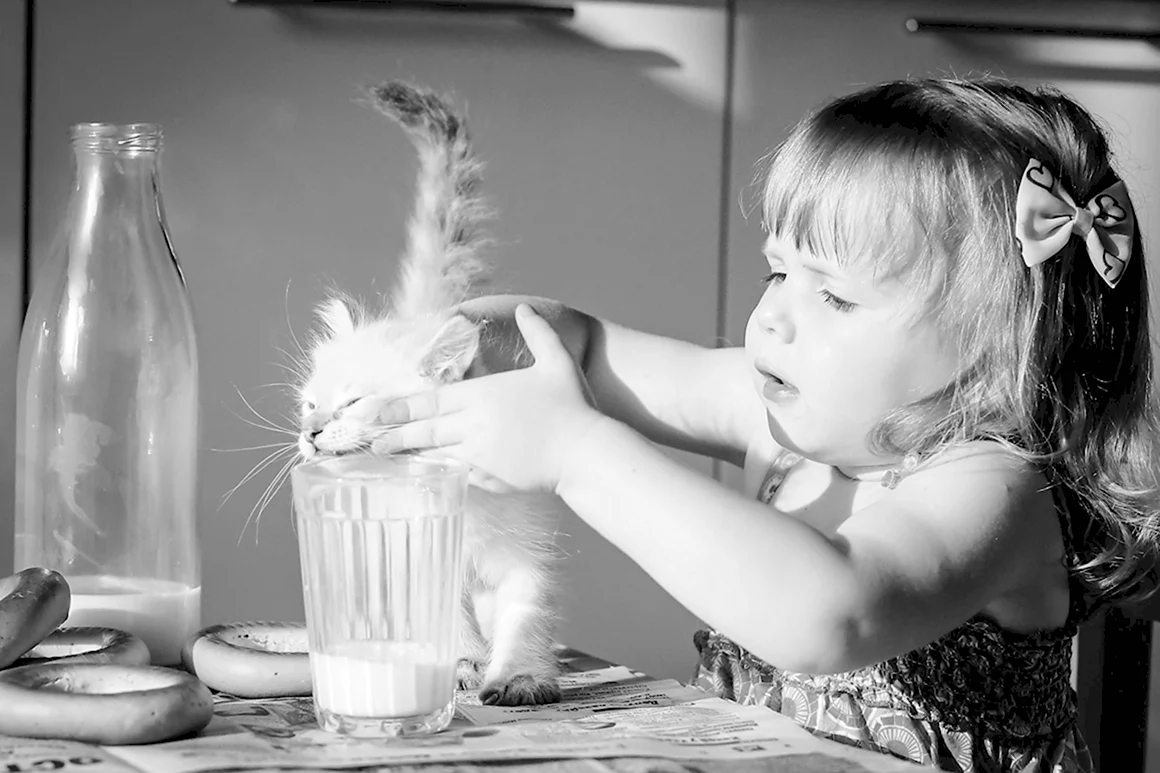 Кот и молоко