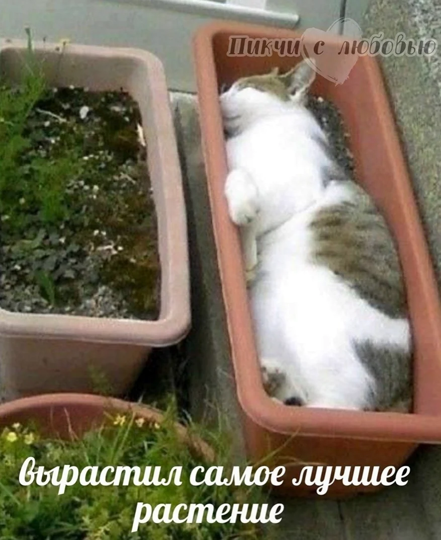 Кот и рассада