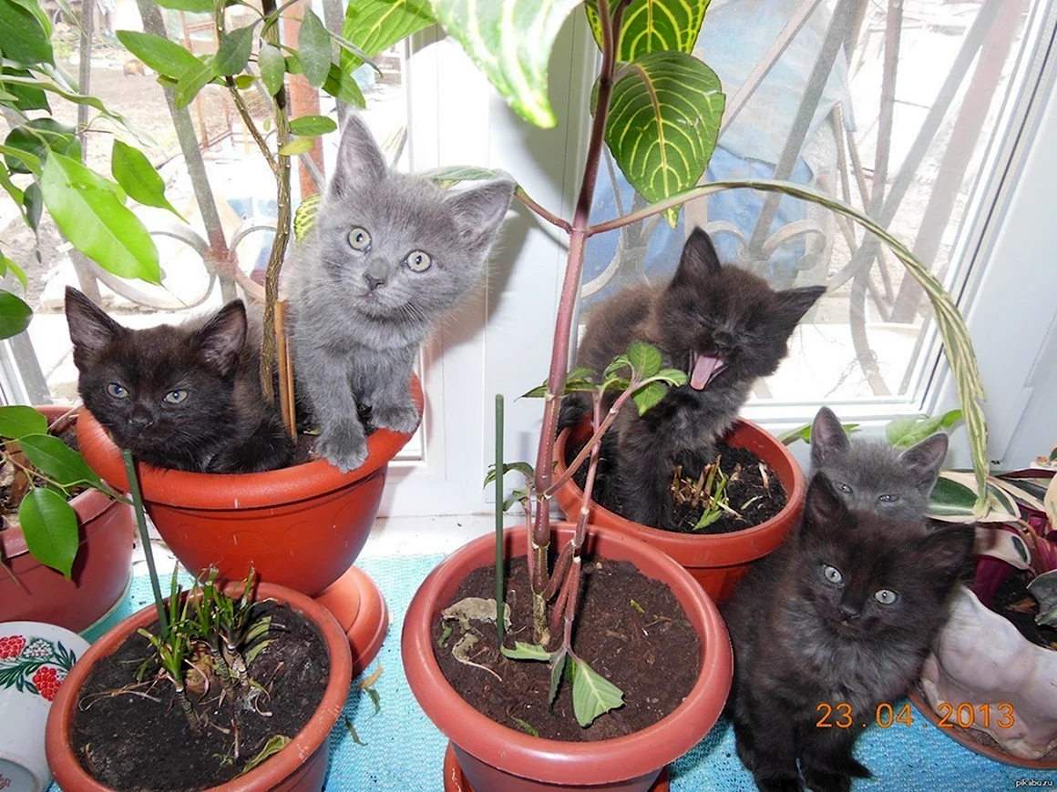 Кот и рассада
