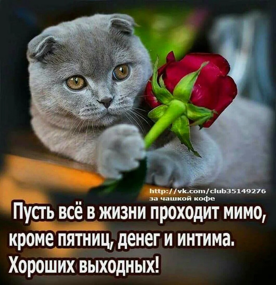 Кот и розы