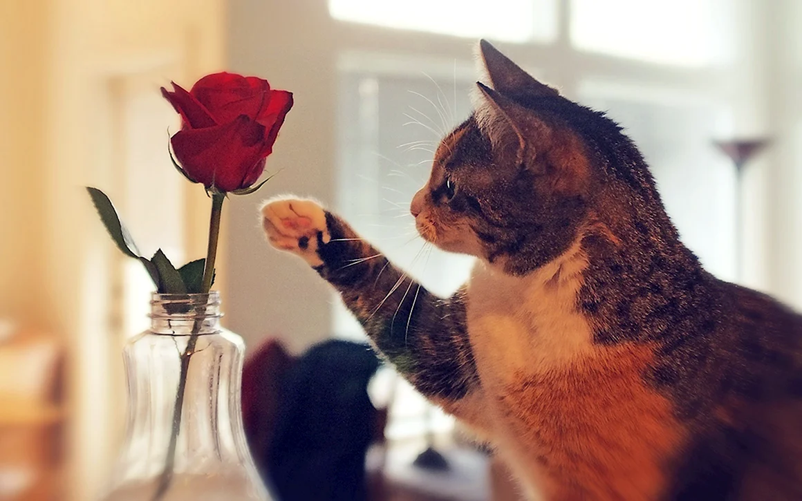 Кот и розы