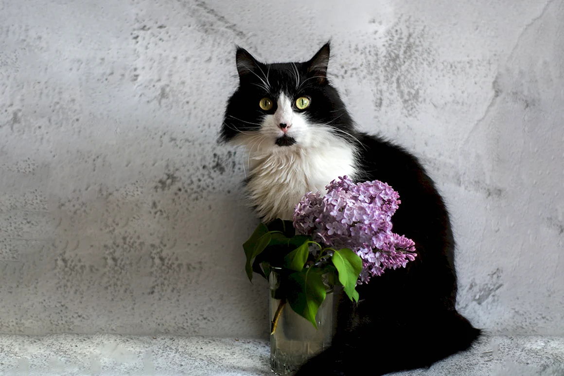 Кот и сирень
