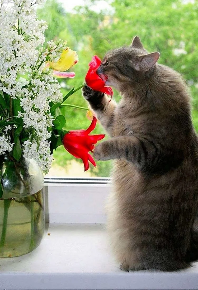 Кот и цветы
