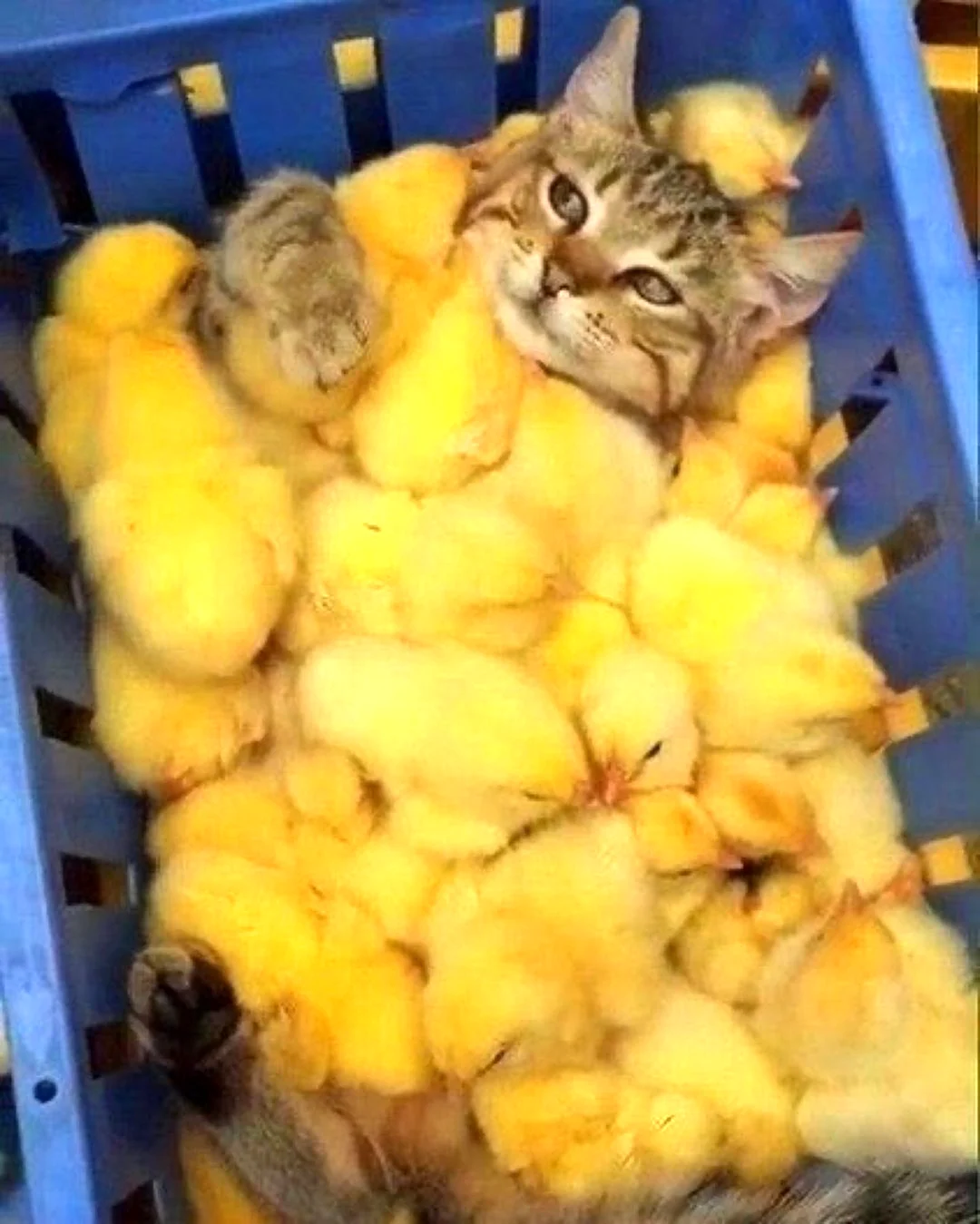 Кот и цыпленок