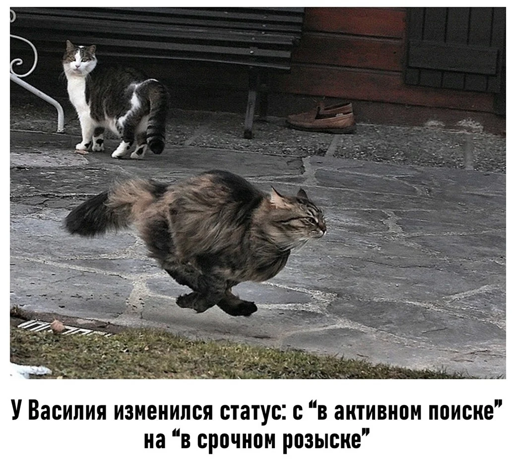 Кот идет домой