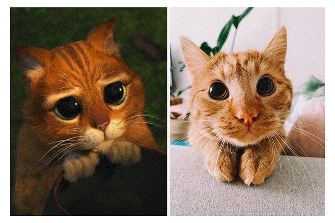 Кот из Шрека