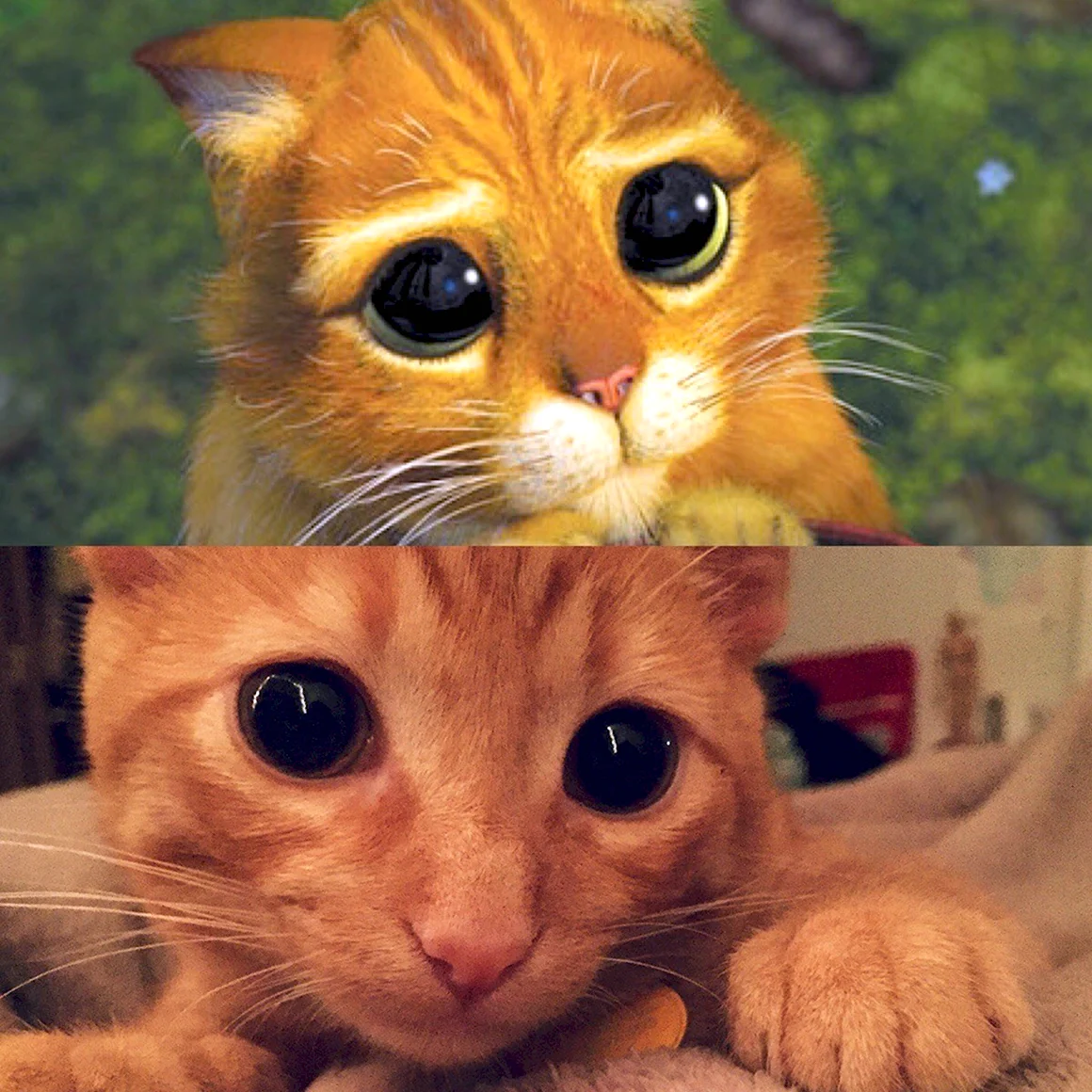 Кот из Шрека