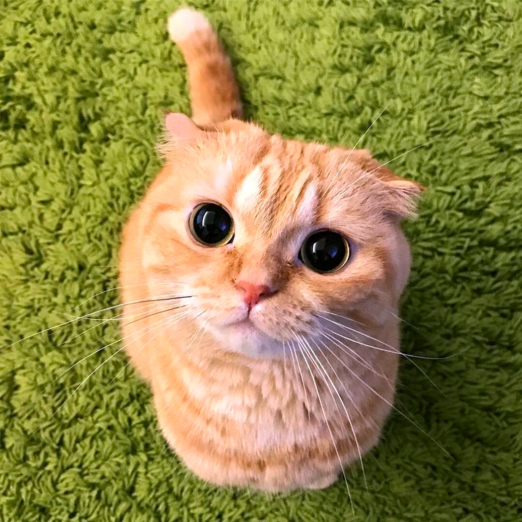 Кот из Шрека