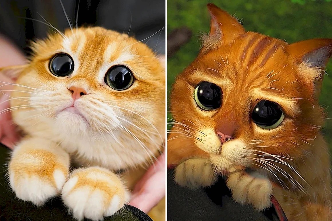 Кот из Шрека