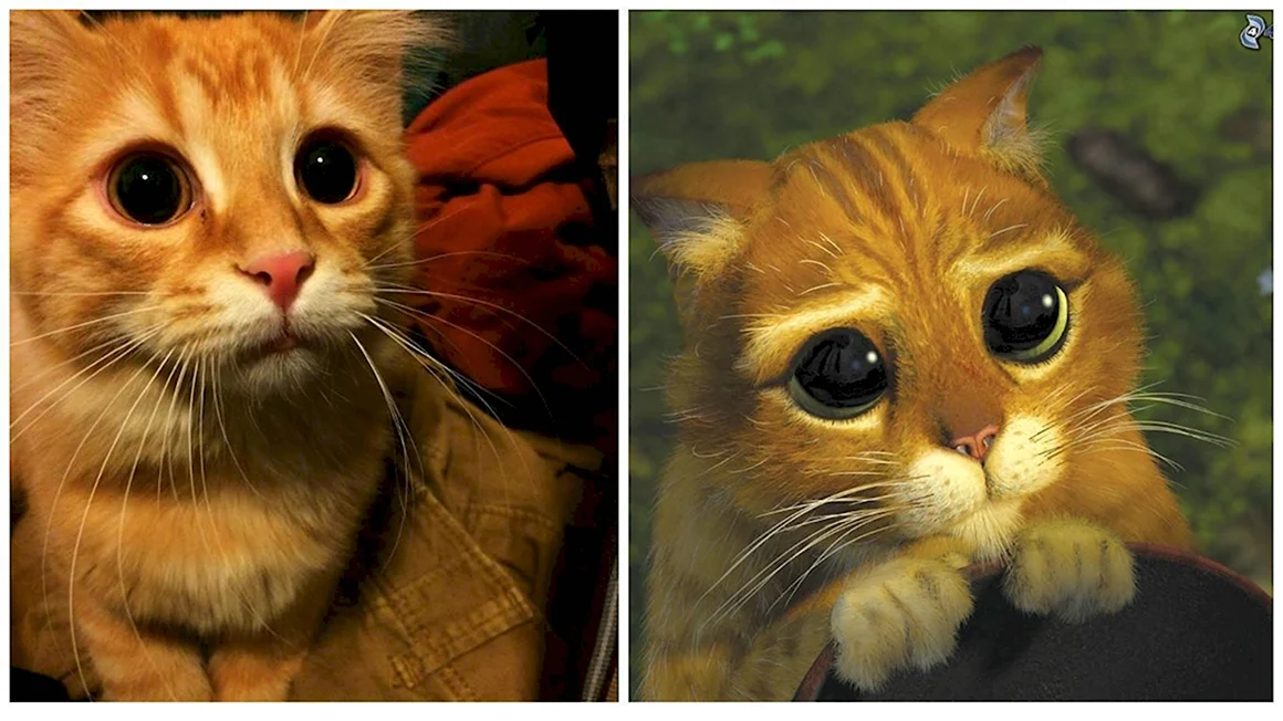 Кот из Шрека
