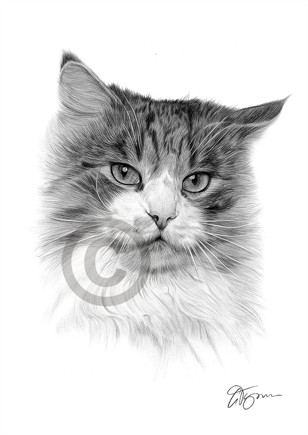 Кот карандашом