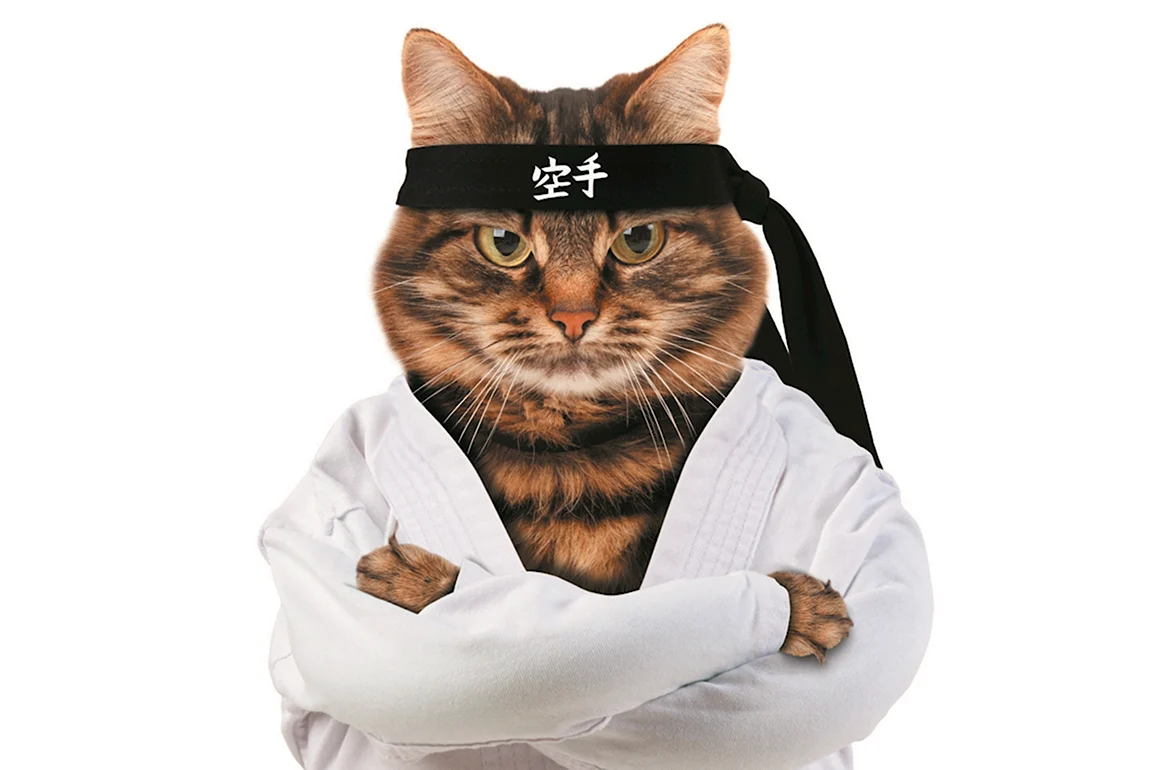 Кот каратист