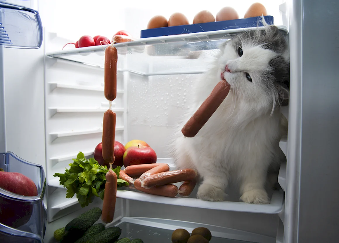 Кот холод