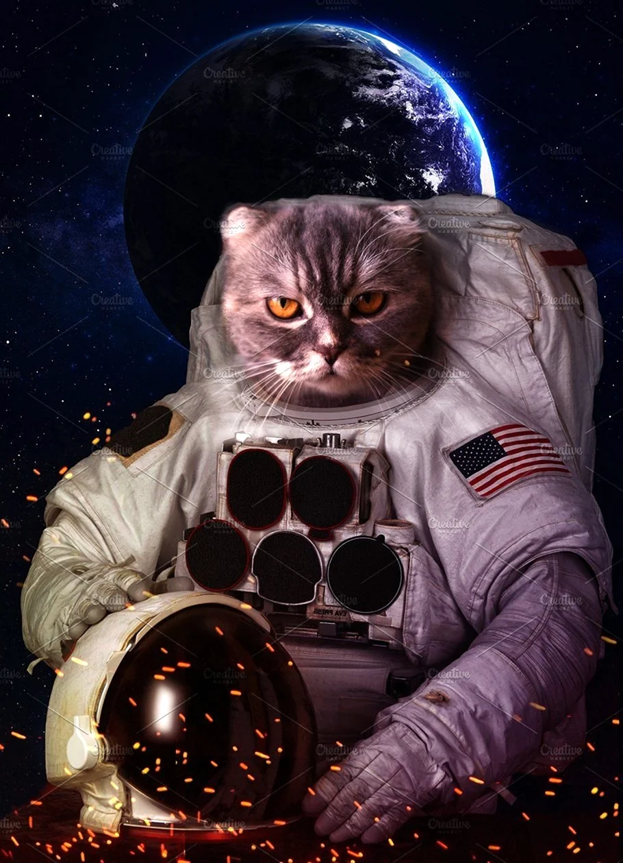 Кот космонавт