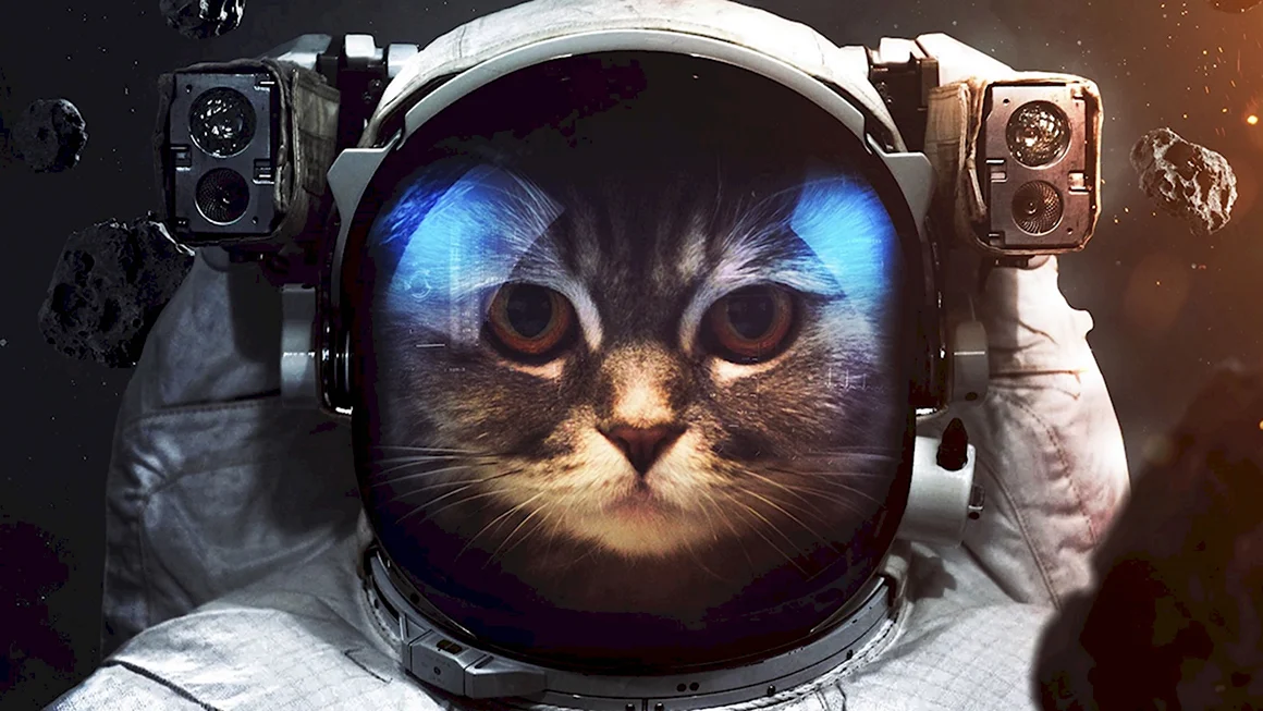 Кот космонавт