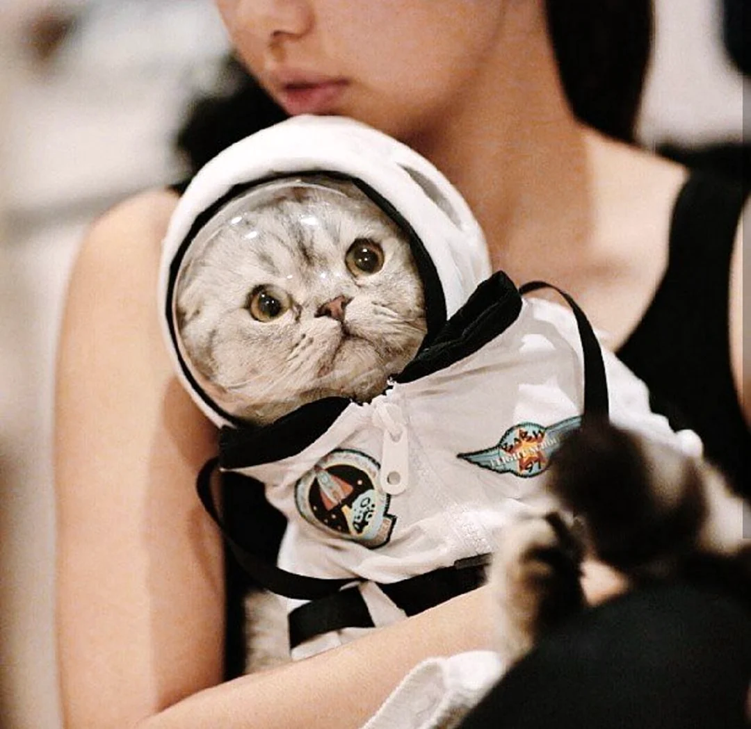 Кот космонавт