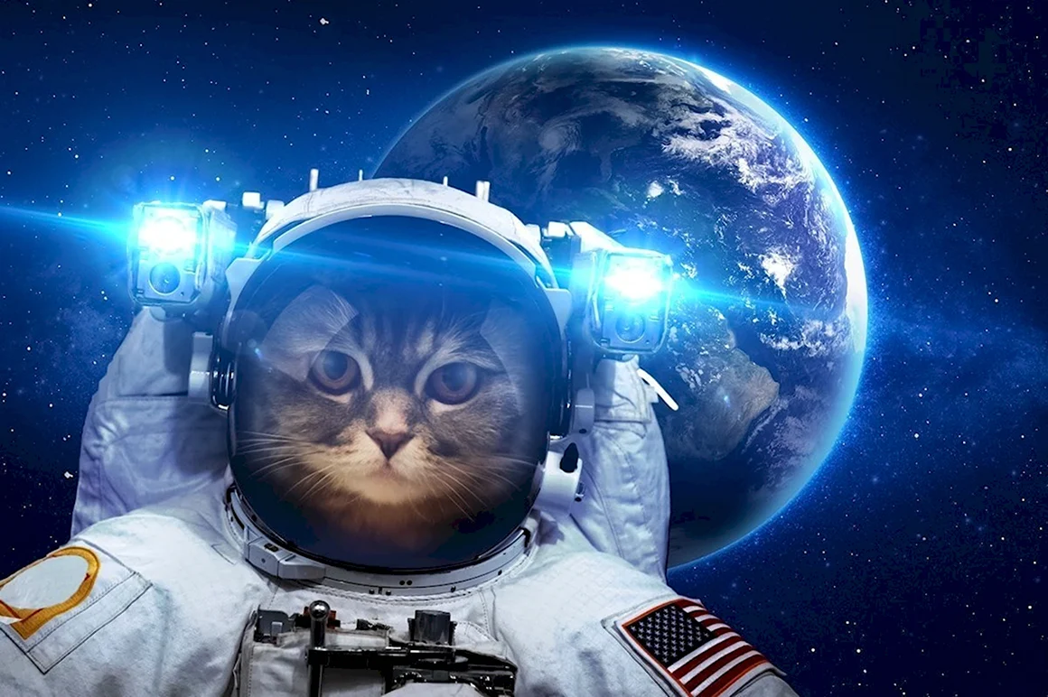 Кот космонавт