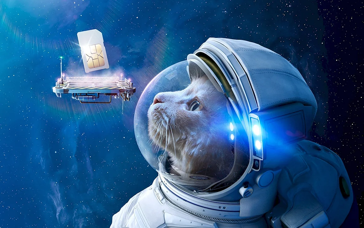 Кот космонавт