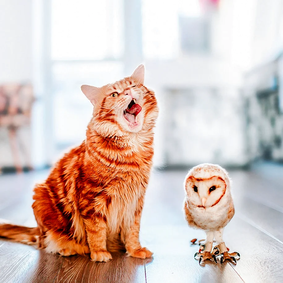 Кот котлета Кристина Макеева