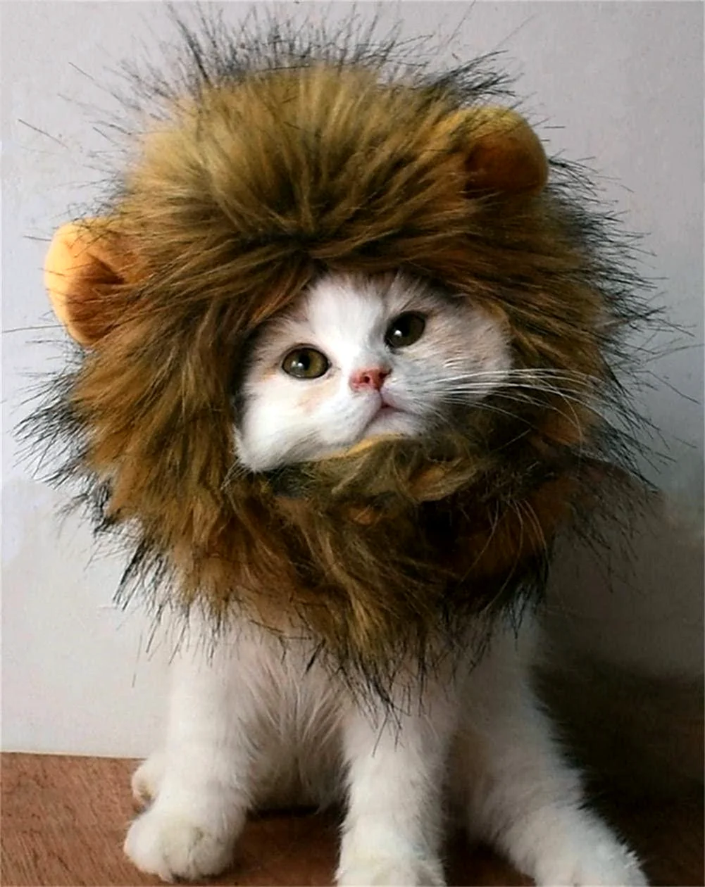 Кот Лев
