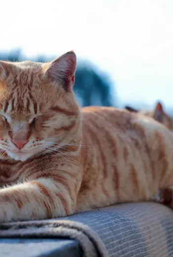 Кот лежит