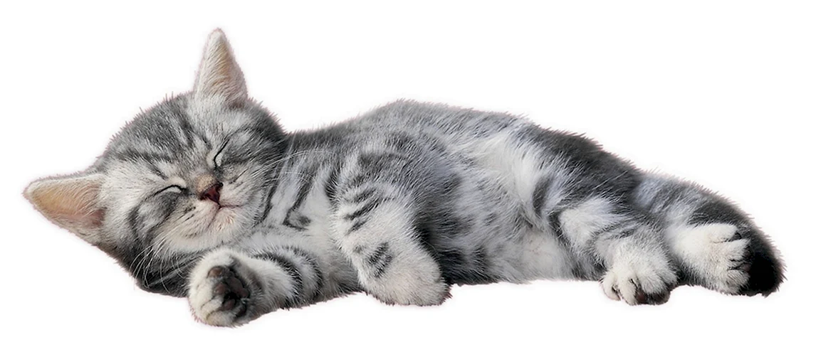 Кот лежит