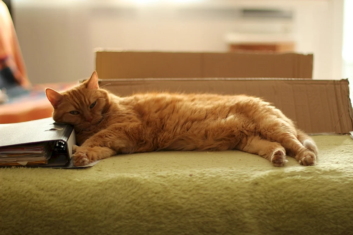 Кот лежит
