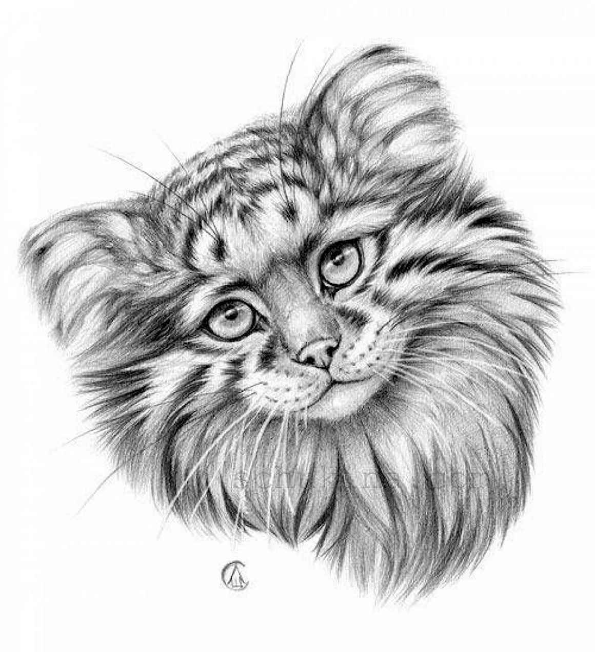 Кот Манул рисунок