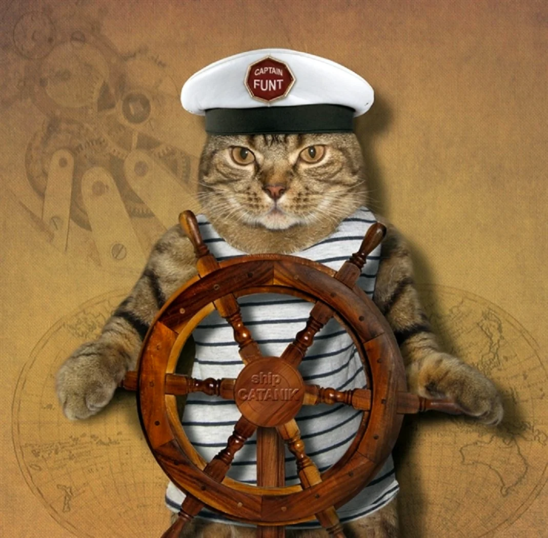 Кот матрос