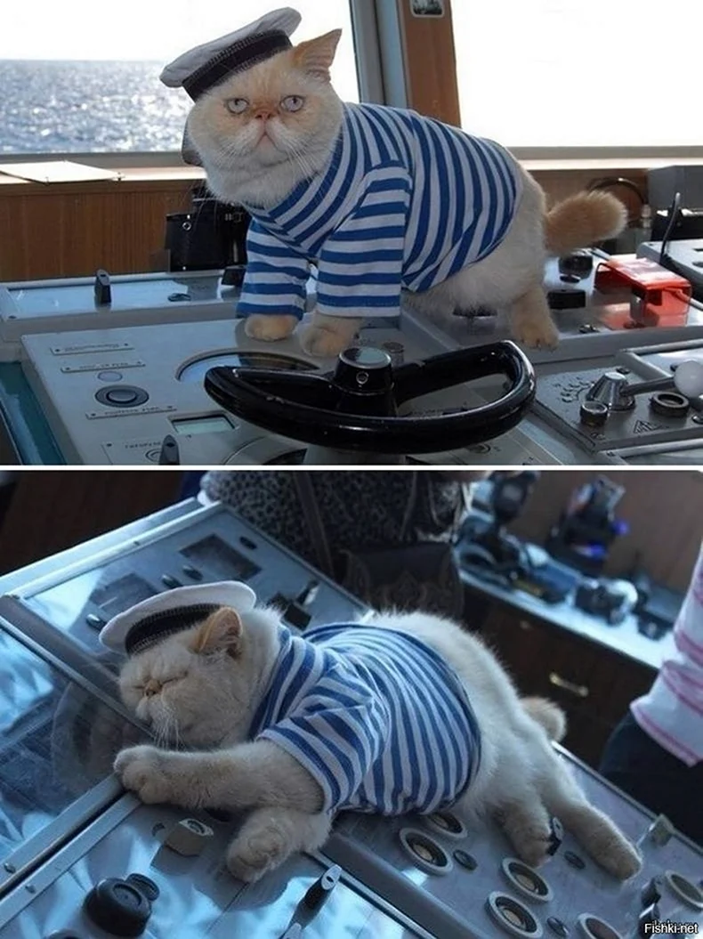 Кот матрос Чернышевский