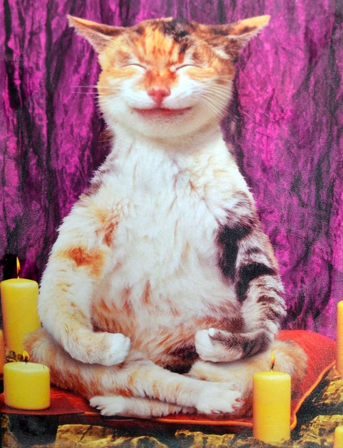 Кот медитирует