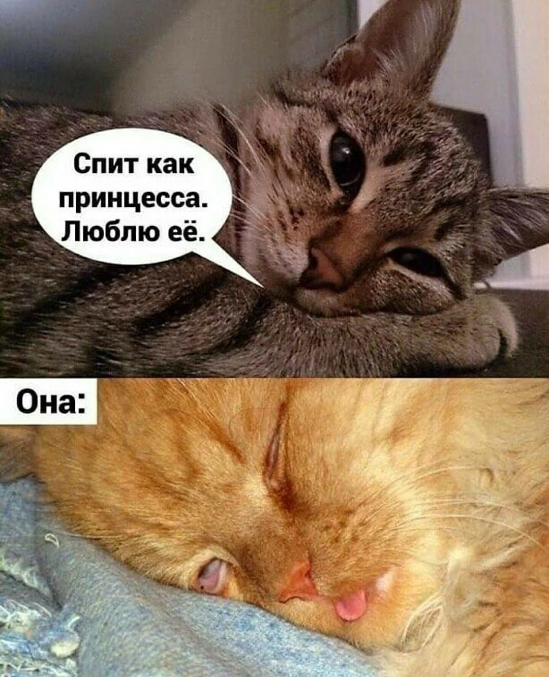 Кот Мем