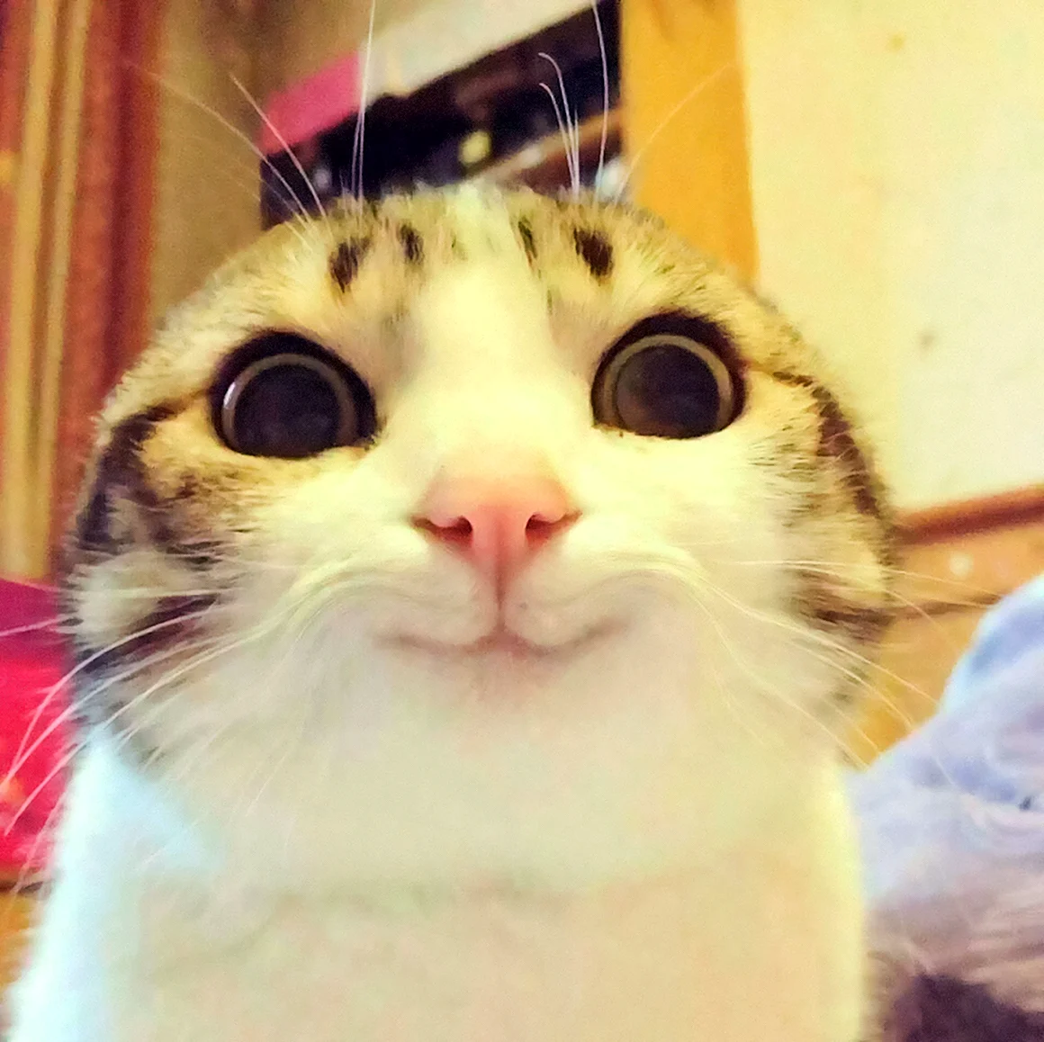 Кот Мем