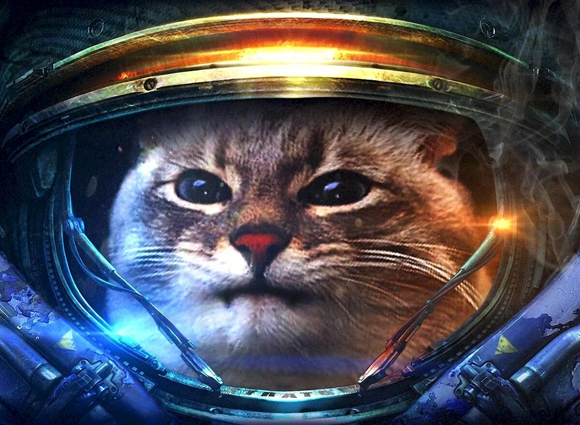 Кот морпех старкрафт