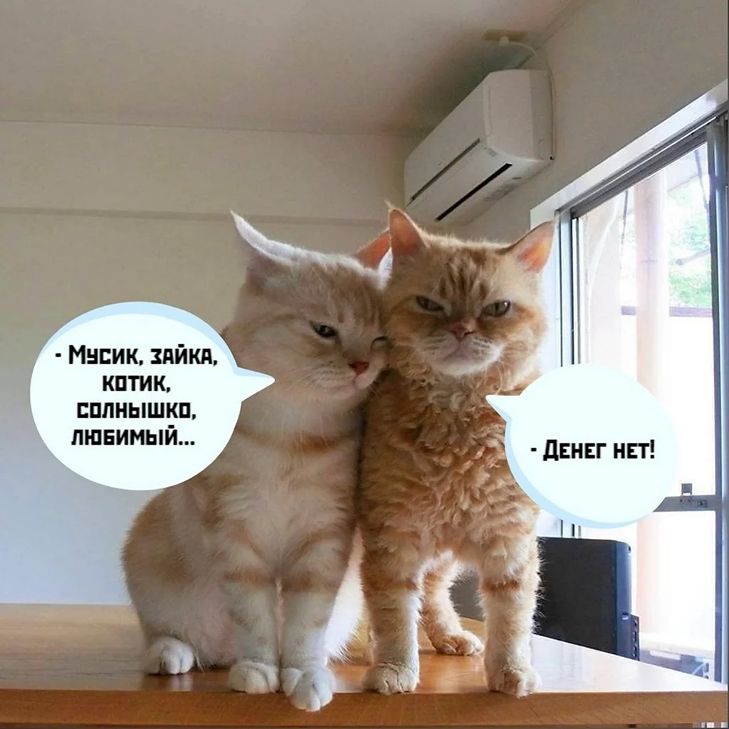 Кот Мусик