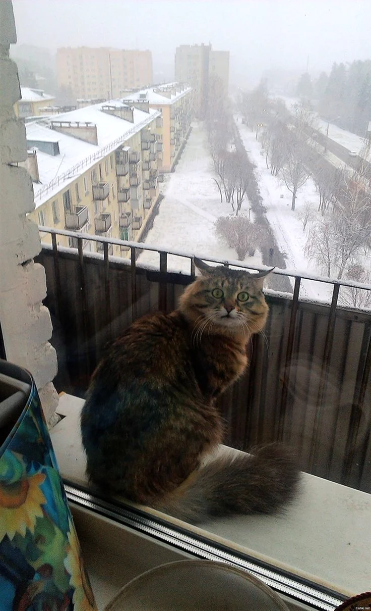 Кот на балконе