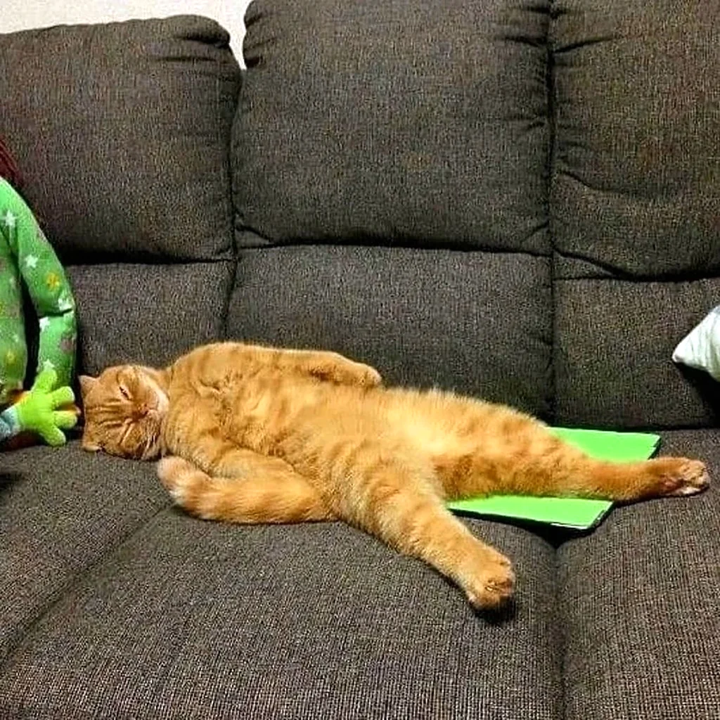 Кот на диване